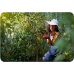 Садова Теплиця 3 x 4.5 м (13.5 м²) біла Plonos - Захист та тепло для рослин - Зображення 11