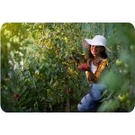 Садова Теплиця 3 x 6 м (18 м²) Plonos - Простора і міцна для великих садів - Зображення 13